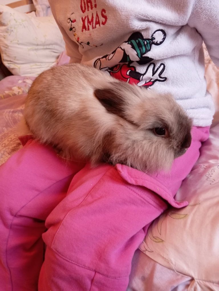 Кролик с клеткой