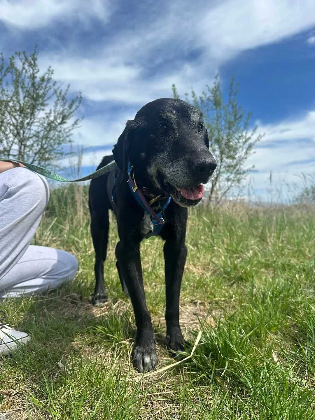 Ernest -psi seniorek prosi o dom ADOPCJA