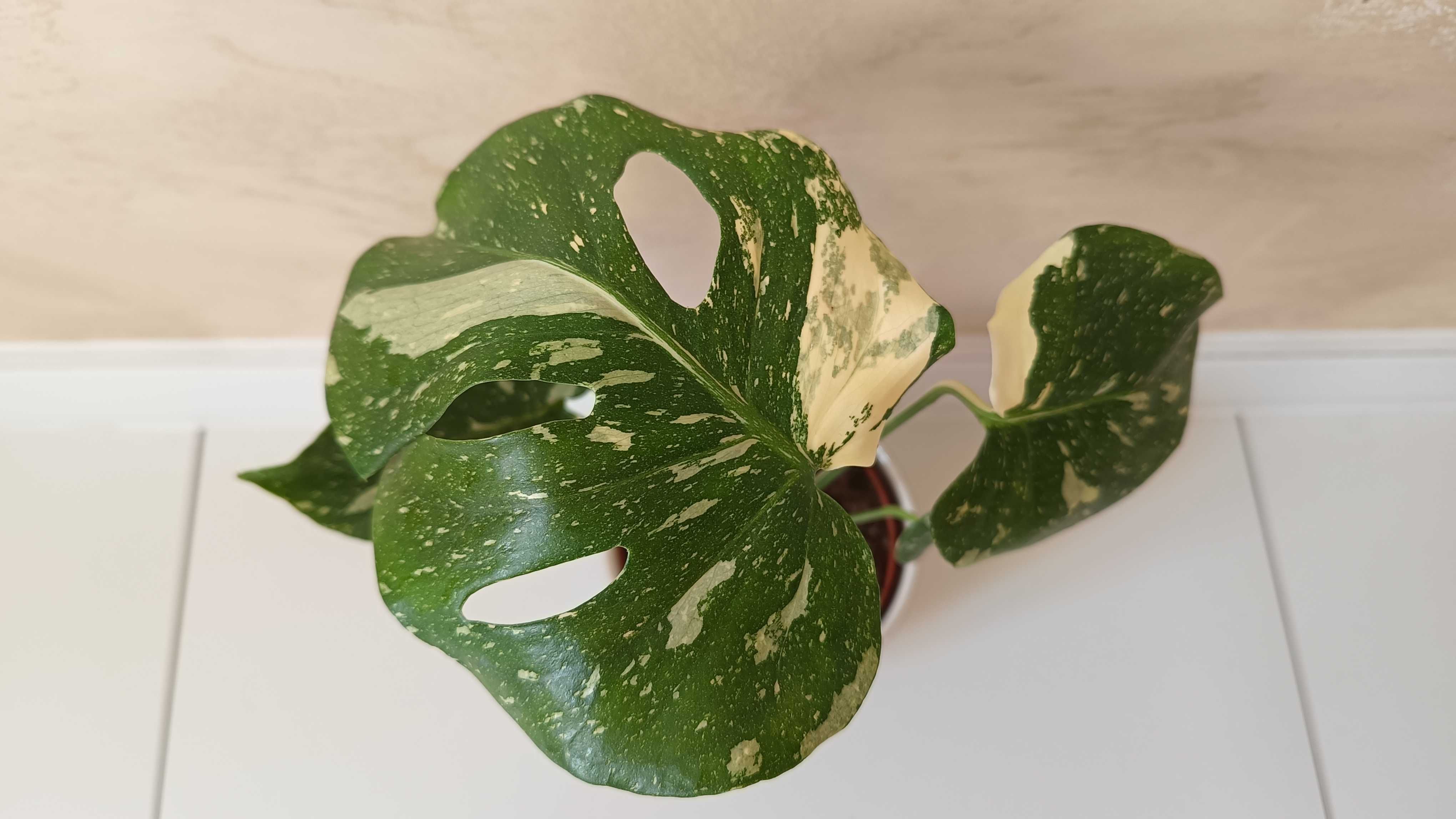Monstera Thai Constellation