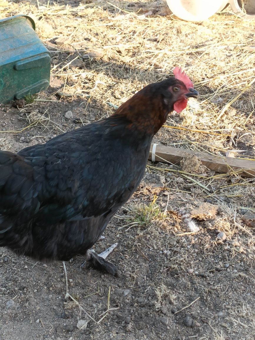 Galinhas Maran Preto e Azul Cobre