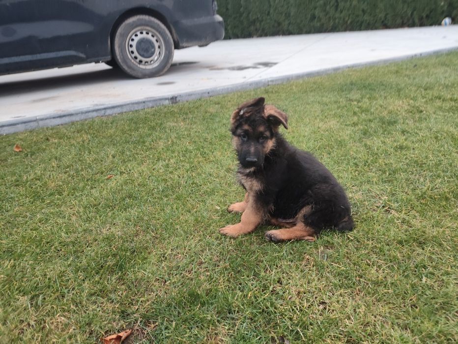 Owczarek niemiecki zkwp