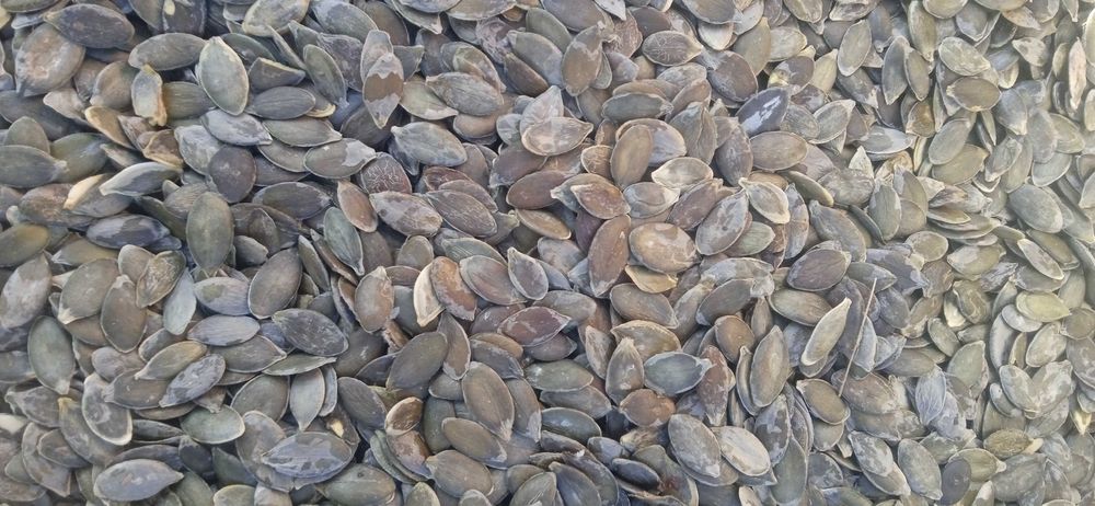 Продам гарбузове насіння