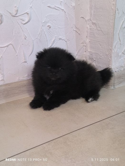 POMERANIAN - Szpic miniaturowy , czarny chłopak piesek piękny 

Piękny