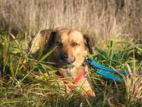 Regis - śliczny rudzielec szuka domu ADOPCJA