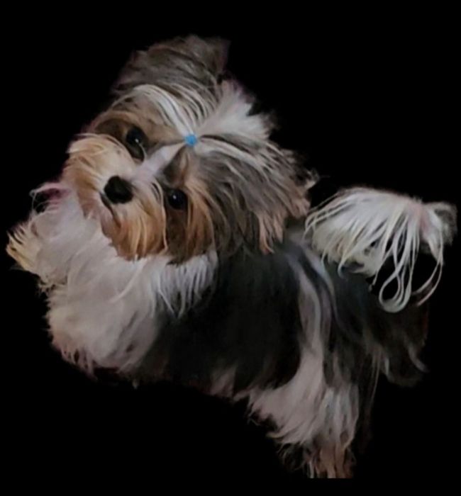 Malusieńki tylko 1.2kg!!! unikatowy pieseczek Biewer Terrier