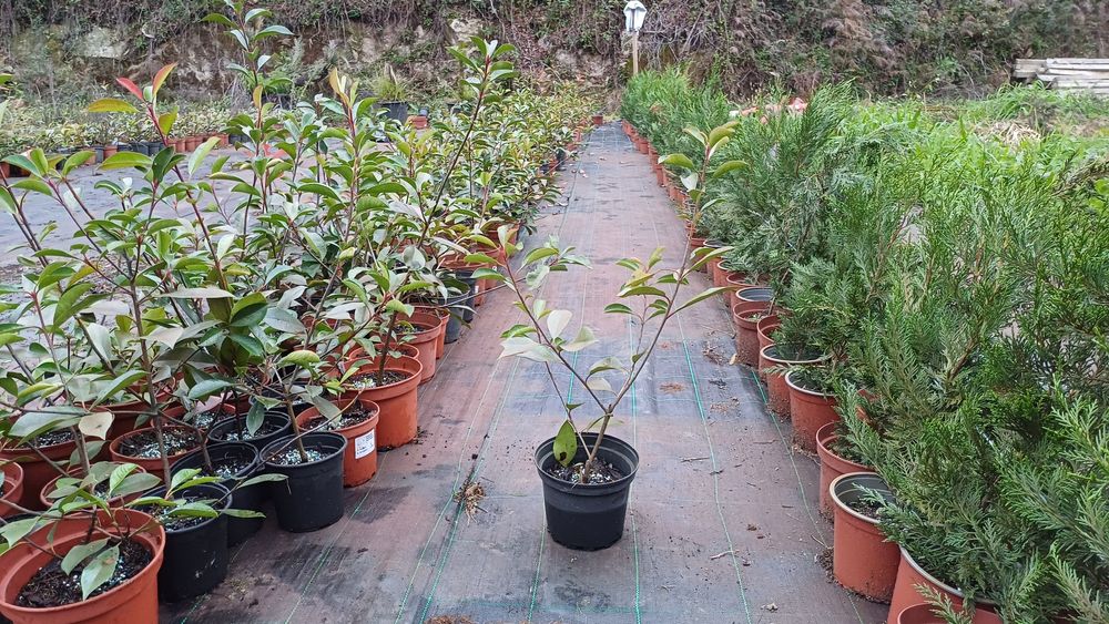 Photinia red roby