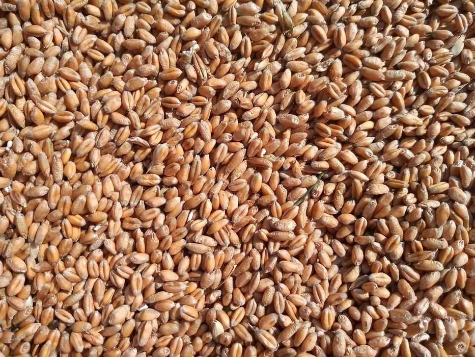 pszenica zbiór 2025