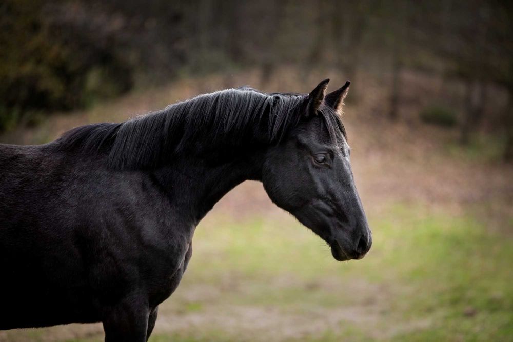 Ogier polski koń sportowy pełne pochodzenie PKS Holsztyn Zangersheide