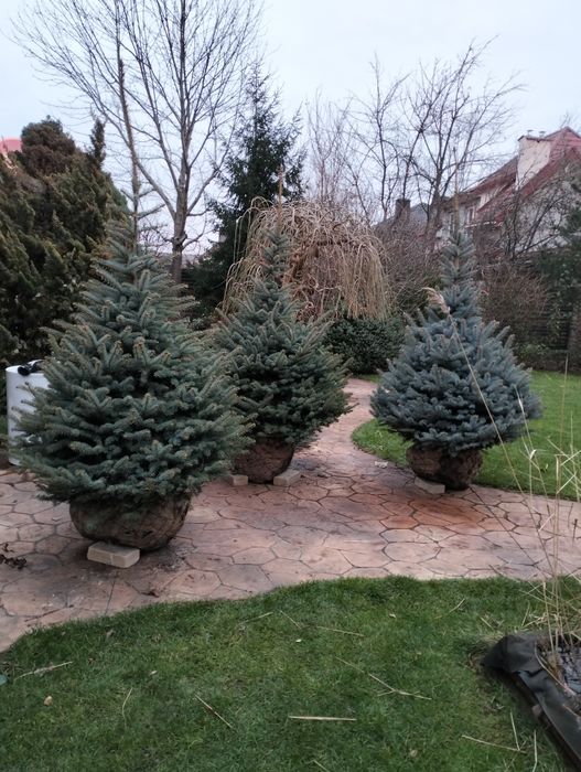 Живі голубі ялинки преміум якості