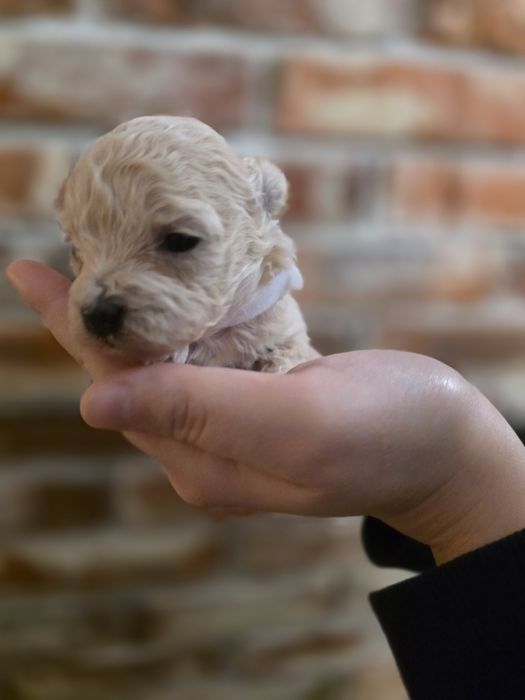 Maltipoo f1 piesek xxs  do rezerwacji !