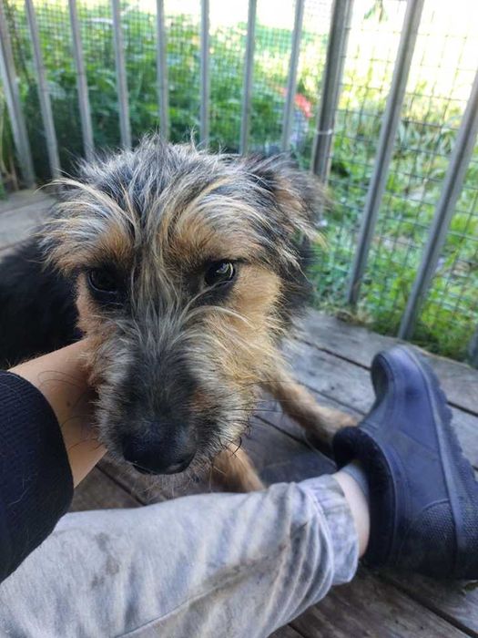 Gwiazdka szuka kochającego domku!