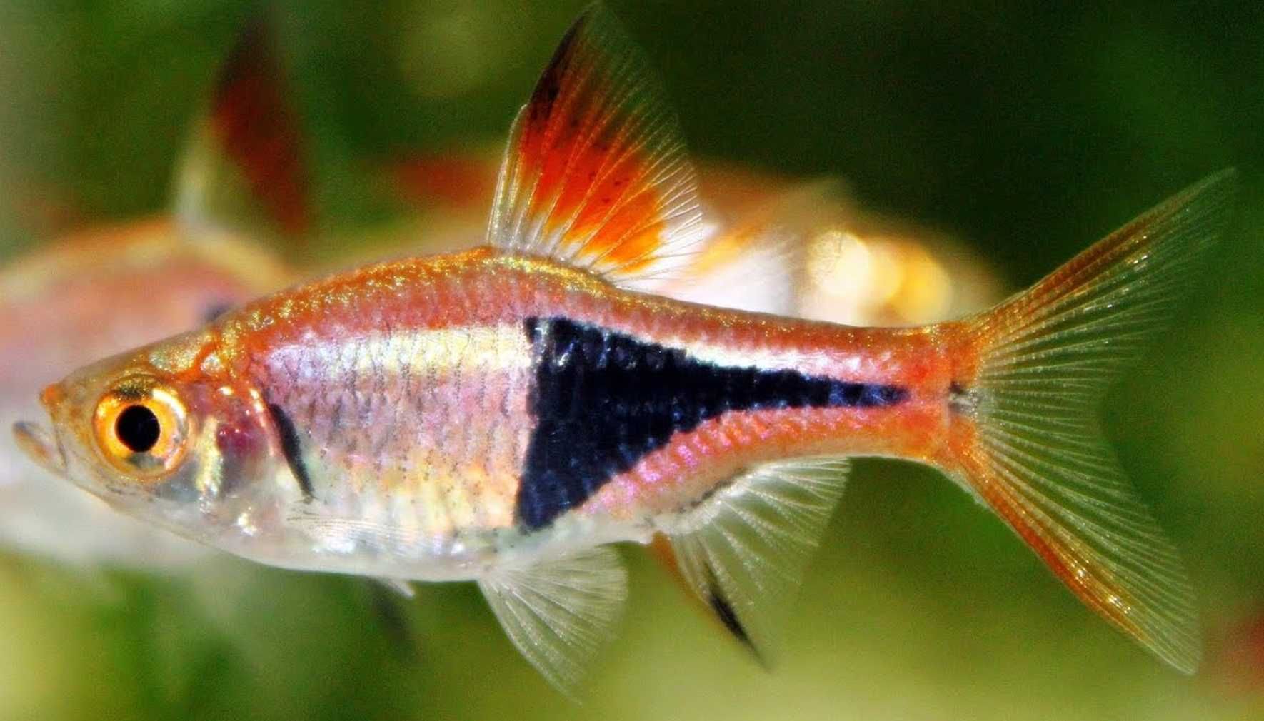 Razbora klinowa - Trigonostigma heteromorpha - Rasbora - dowóz wysyłka