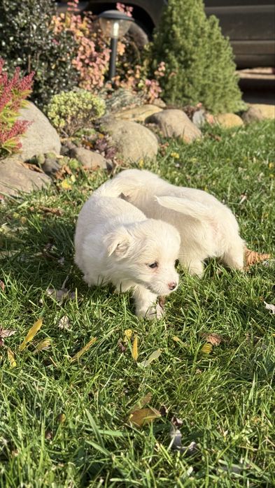 Собачки дворові ~виростуть маленькі 15 см