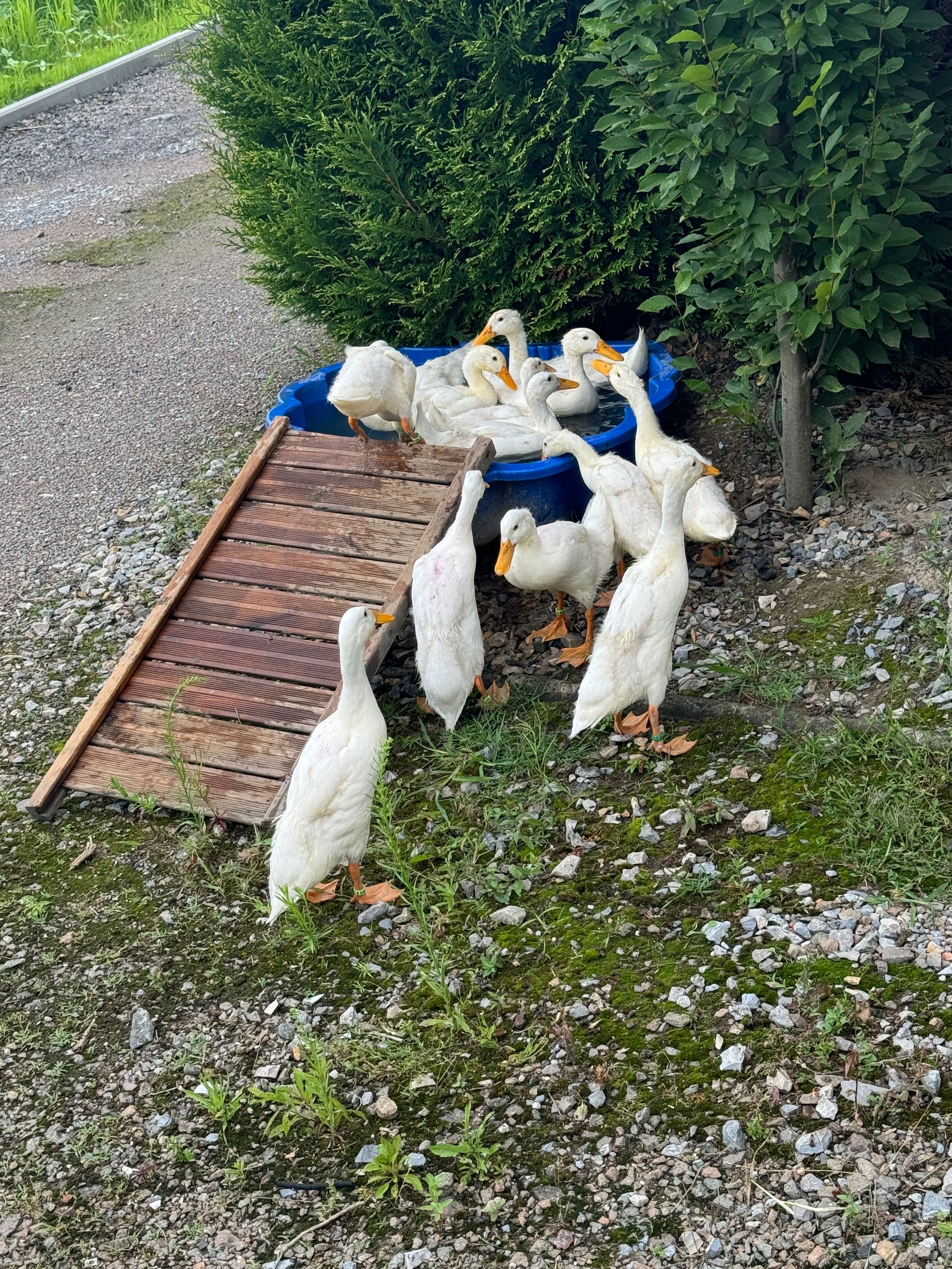 Biegusy śnieżno białe młode