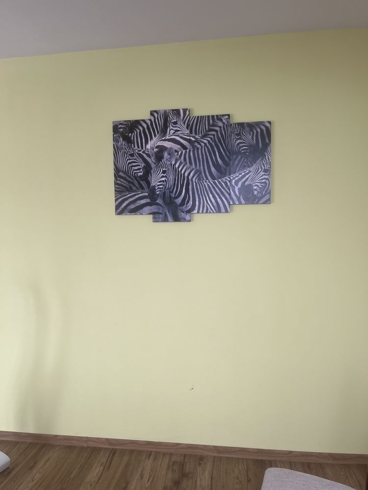 Obraz zdjecia motyw zebra