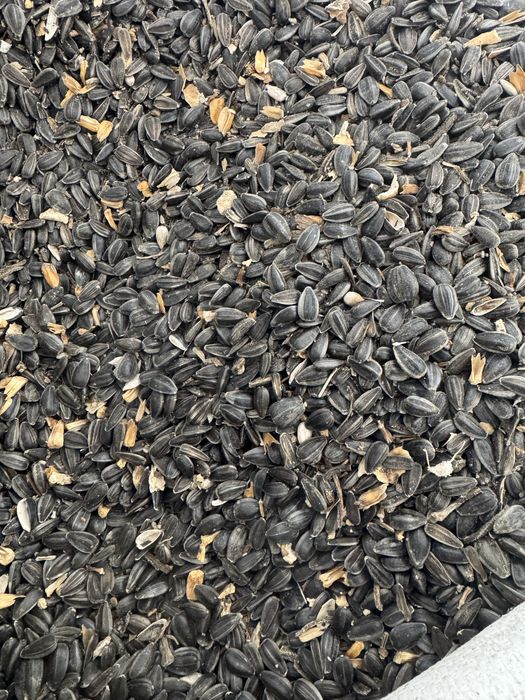 Насіння соняшника, Семена подсолнечника, Семечка