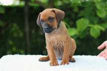 Rhodesian ridgeback rodezjan z pręgom szczenię szczeniaczek puppy ZKwP