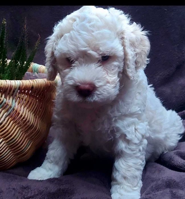 Lagotto Romagnolo FCI BIANCO