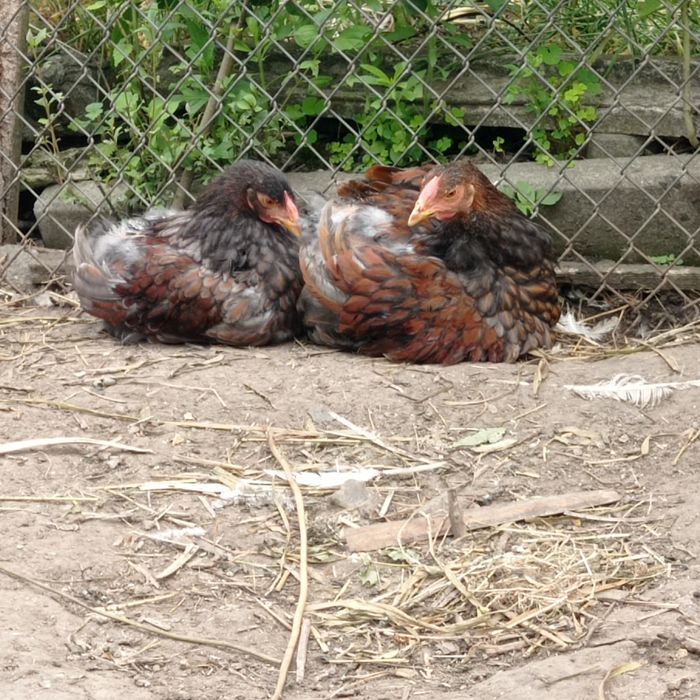 Півники віандот золото окамлені