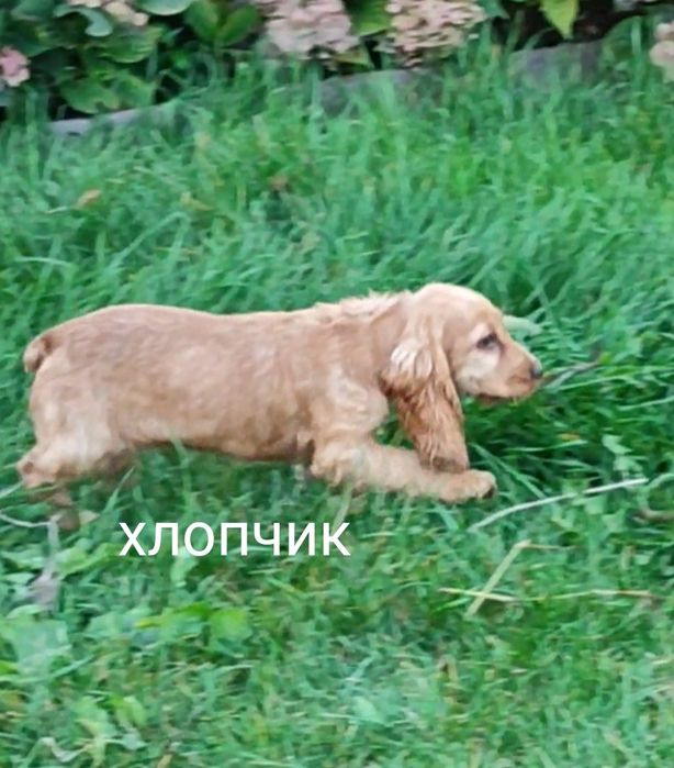 Цуценята породи англійський кокер спаніель