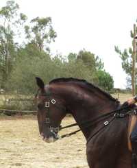 Cavalo lusitano para equitação  de trabalho