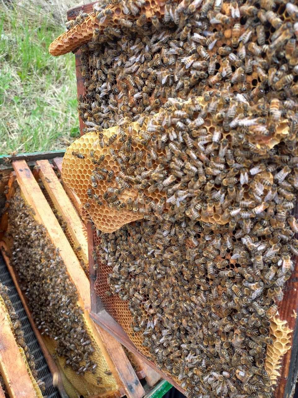 Продаються бджолопакети