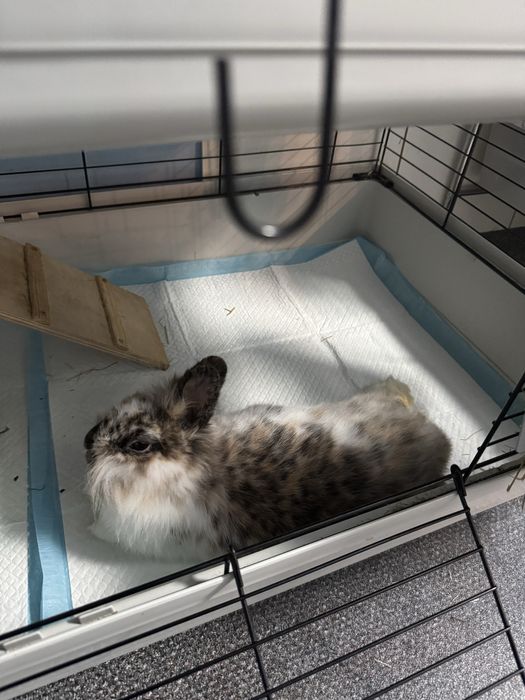 Oddam króliki, samiec wykastrowany i samiczka