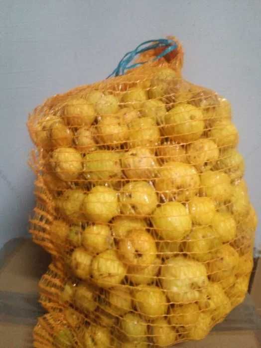 owoce pigwowca 10 kg