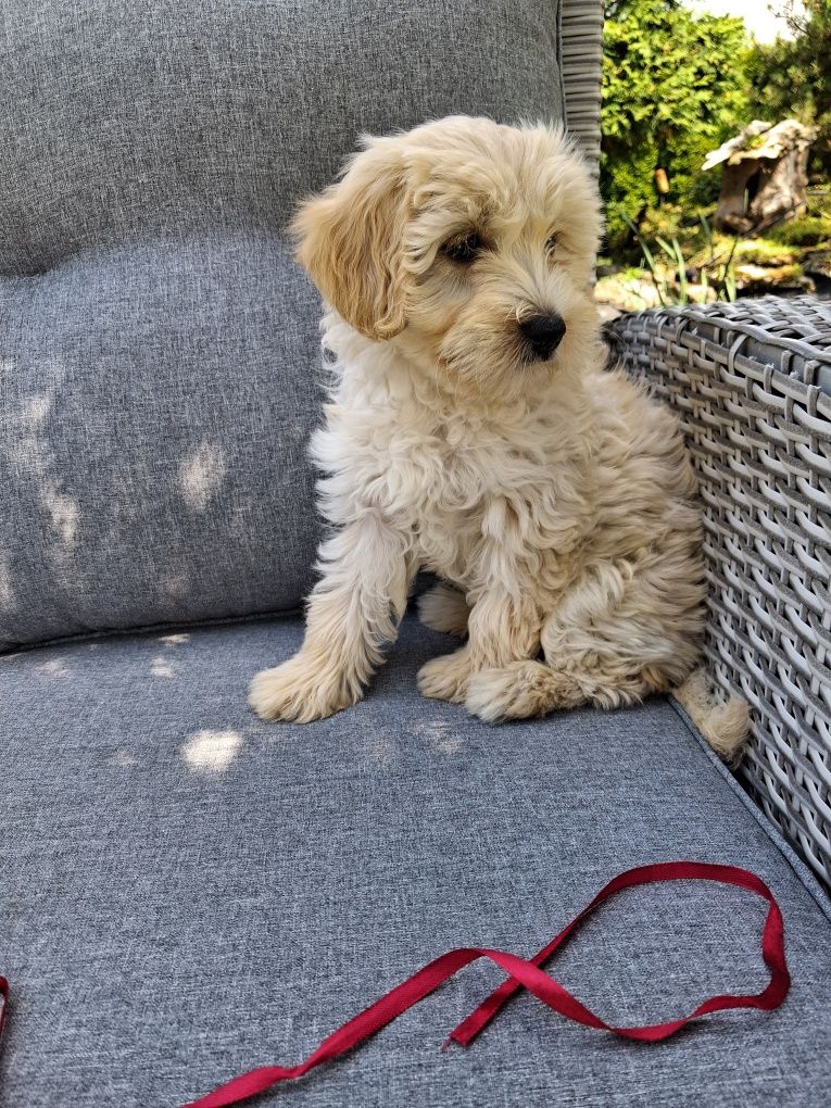 Śliczna suczka Maltipoo