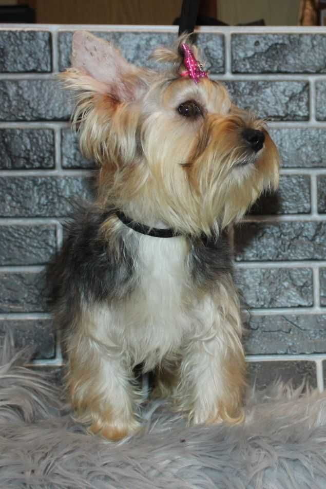 Yorkshire Terrier suczka standardowej wielkości