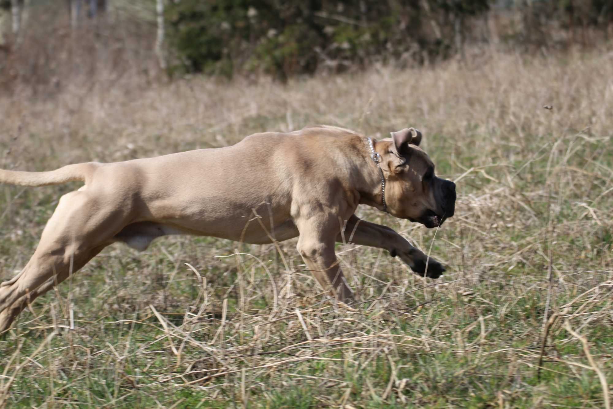 Cane Corso samiec