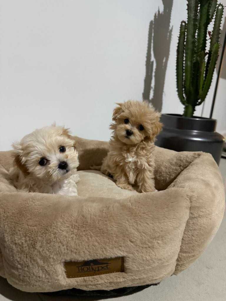Maltipoo malutka sunia xxs karmelowa