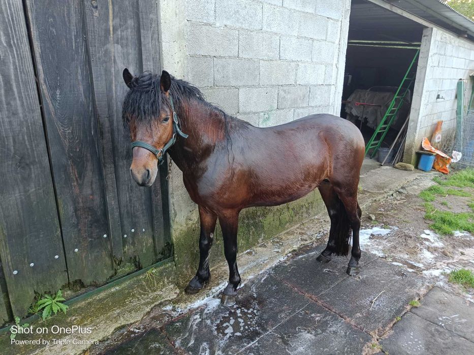 Cavalo garrano puro com livro azul e 3 anos feitos já com algum ensino