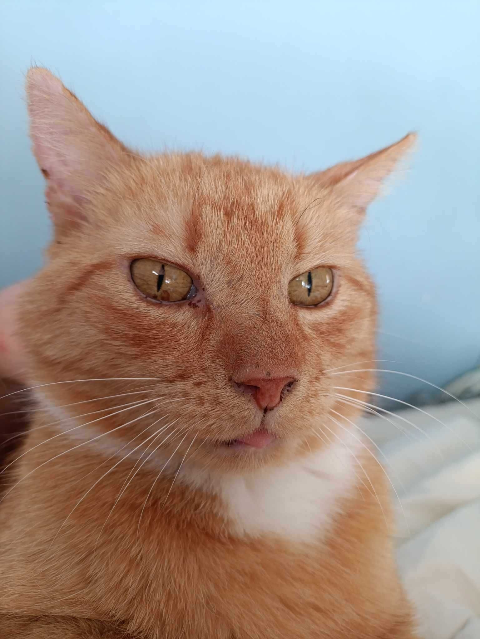 Rudzielec Milo szuka domu - kotek do adopcji