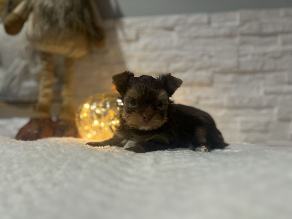 Yorkshire terrier pies