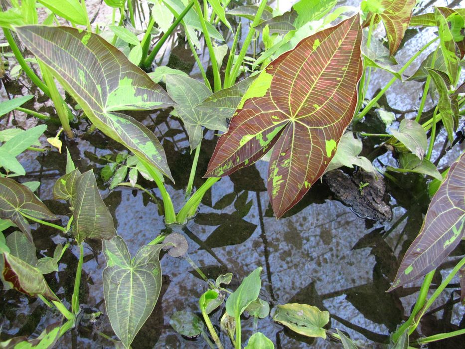 Rośliny wodne, rośliny przybrzeżne , Kamieńsk lesiakowski.pl