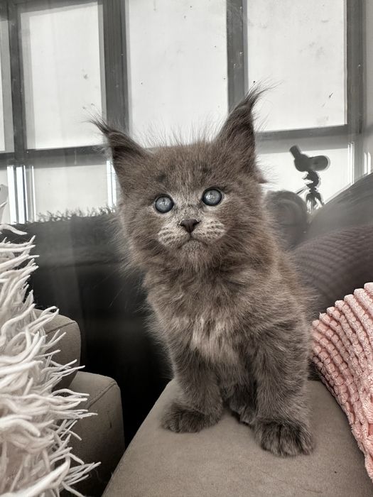 Мейн кун котята из питомника