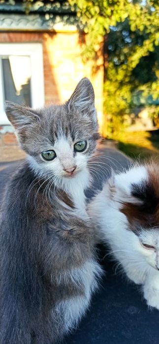Кошенята для люблячих господарів