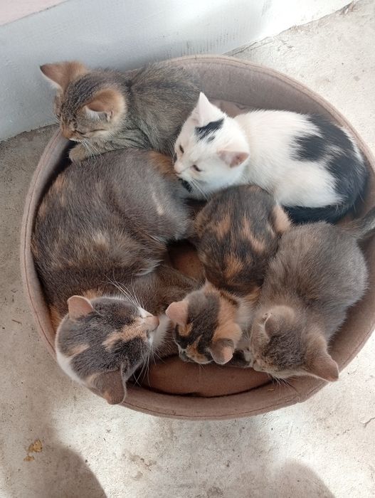 Відам котят у добрі руки(залишилось троє два котики і одна киця)