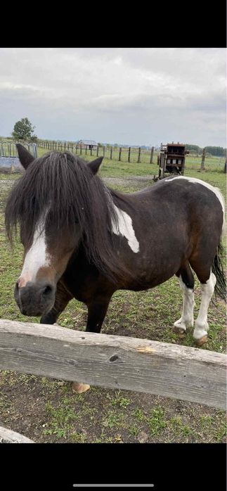 Kucyk Wiking Wałach