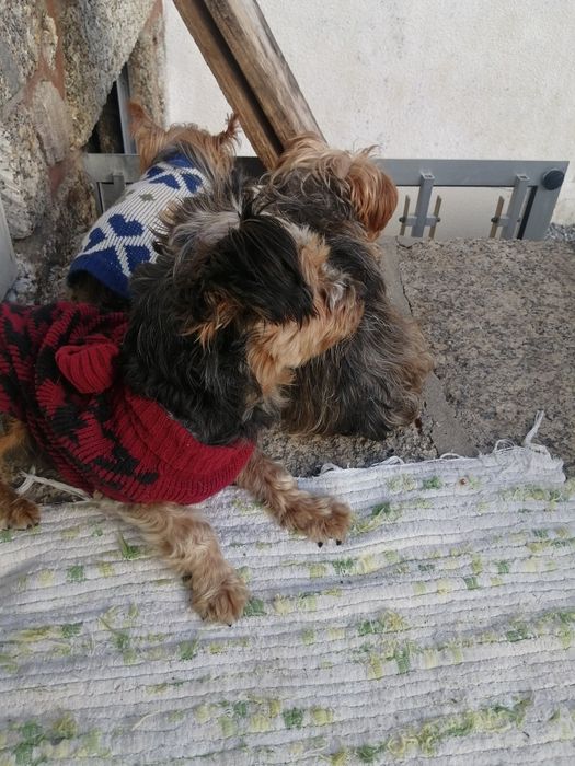 CÃO de raça yorhire terrier com 6 meses..