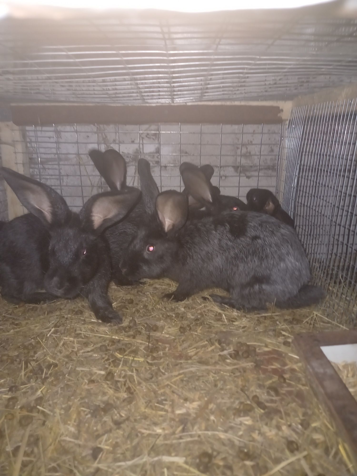 Продам різновозрастних кроликів,взрослі самці,самки з кроленятами.
