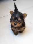 Macho mini Yorkshire