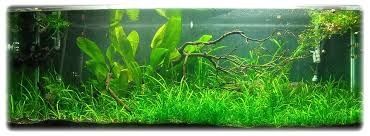Strzałka Skrzydlata (Sagittaria Subulata) Roślina Akwariowa Akwarium