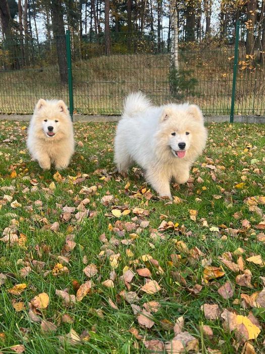 Samoyed szczeniak
