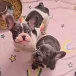 Bulldogue francês blue/pied
