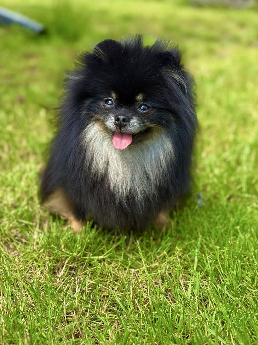 Wyjątkowa sunia szpica miniaturowego o cudownym usposobieniu!