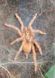 Samiec Neoholothele incei gold adult ptasznik terrarium terrarystyka
