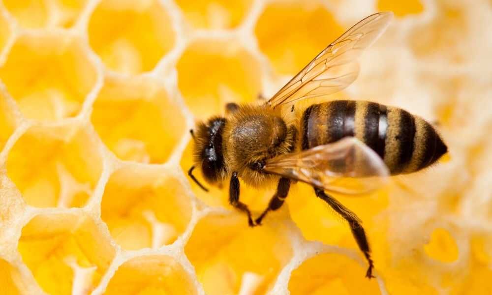 Пчелопакеты, бджолопакети, пакети 2023 карпатка