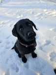 Czarny Labrador , szczeniak szuka domu